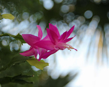 Pink flowers of a Christmas cactus. 