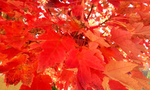 orange fall foliage 