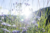sunlight over wildflowers and grass outdoors 