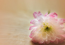 A single flower on a table.