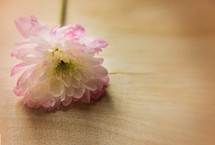 A single pink flower on a table.