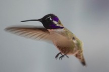 a hummingbird in flight 