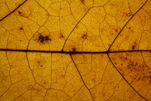 fall leaf veins 