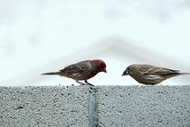 a couple of sparrows 