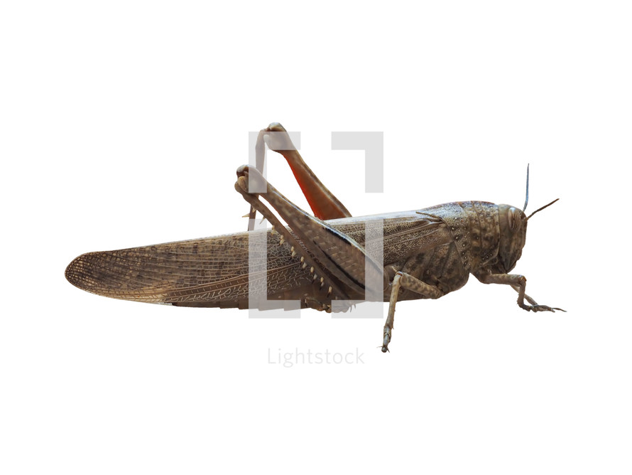 grasshopper (Orthoptera Caelifera) insect animal isolated over white background