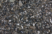 broken shells on beach sand