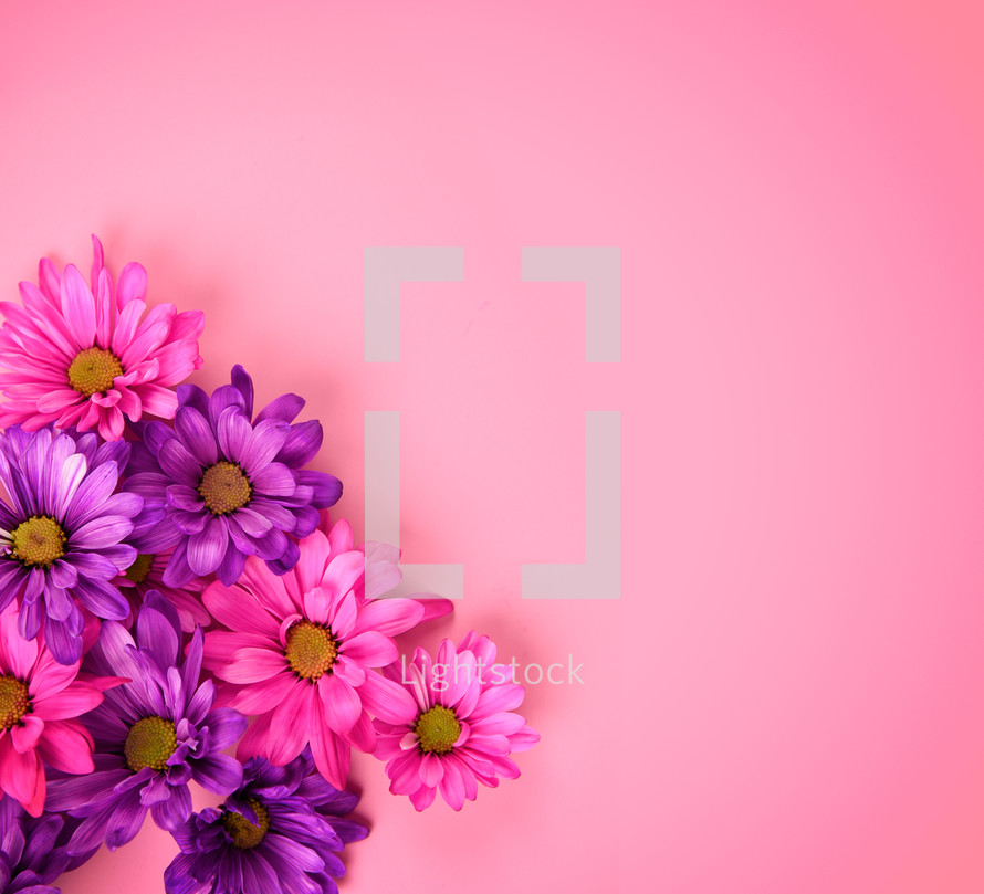 purple and pink daisies on pink background 