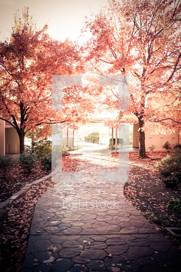 fall leaves on a pathway 