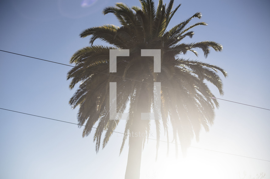 tall palm tree and power lines 