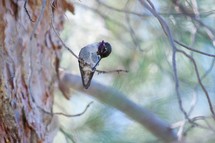 dainty Costa's hummingbird resting on a branch 