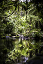 pond and dense vegetation in a jungle 