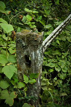 old fence post and berries growing in lush vegetation 