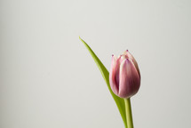 single tulip against a white background 