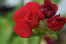 red geraniums flowers 