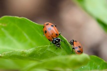 ladybugs on a green leaf 