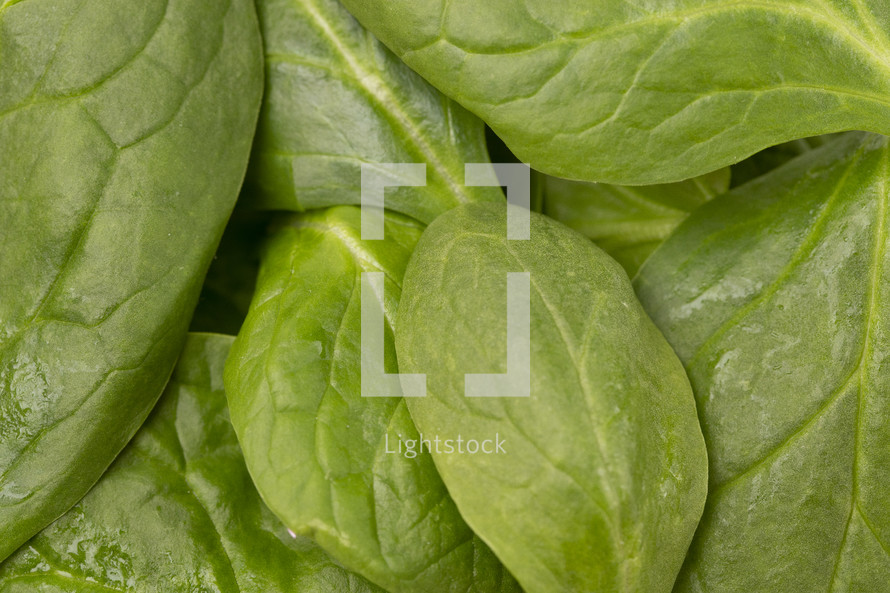 green spinach leaves 