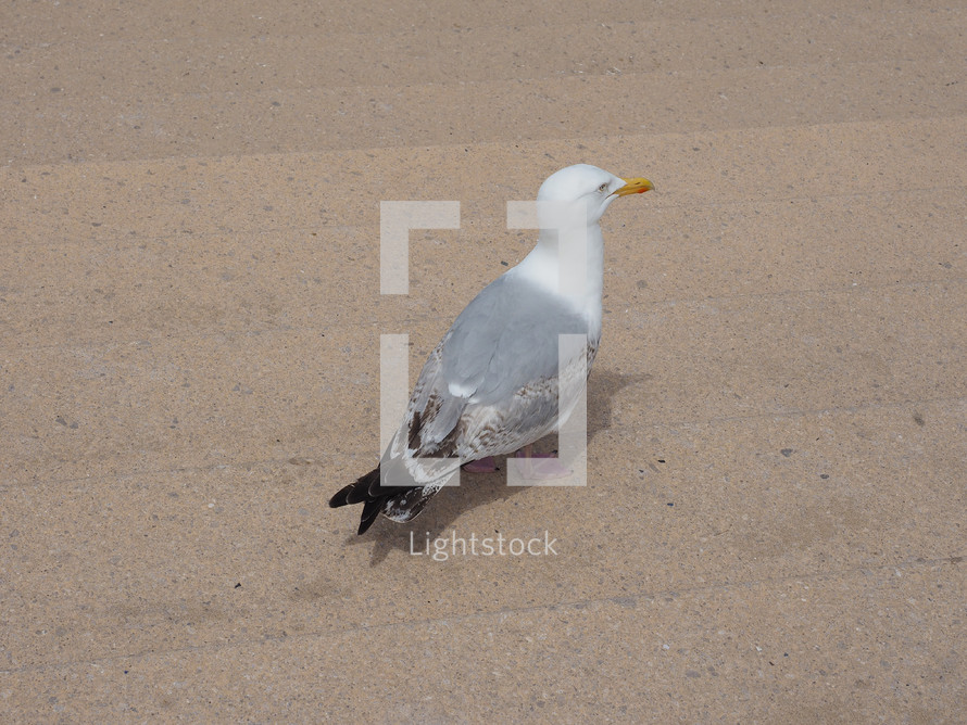 Gull seabird aka Seagull or Mew bird animal