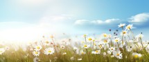 White daisies on blue sky background. Beautiful nature landscape.