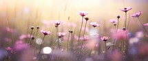 Beautiful pink cosmos flowers blooming in the meadow at sunrise