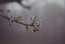 tiny white spring blossoms 