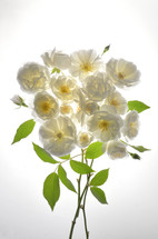 Bouquet Of Fresh Wild White Roses on White Background