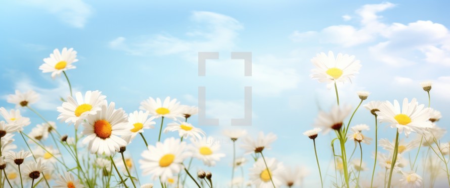White daisies on blue sky background with copy space for text