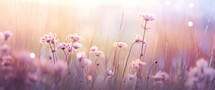 Flower meadow at sunset. Soft focus. Nature background.