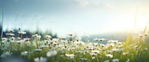 Field of daisies at sunset. Beautiful summer landscape with flowers.