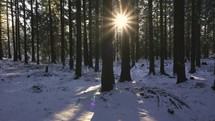Peaceful Sunrise in winter forest nature landscape with golden light of sun between trees
