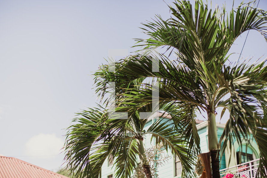 palm trees in a coastal town