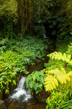 stream in a jungle 