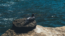 pigeon on a rock near the ocean 