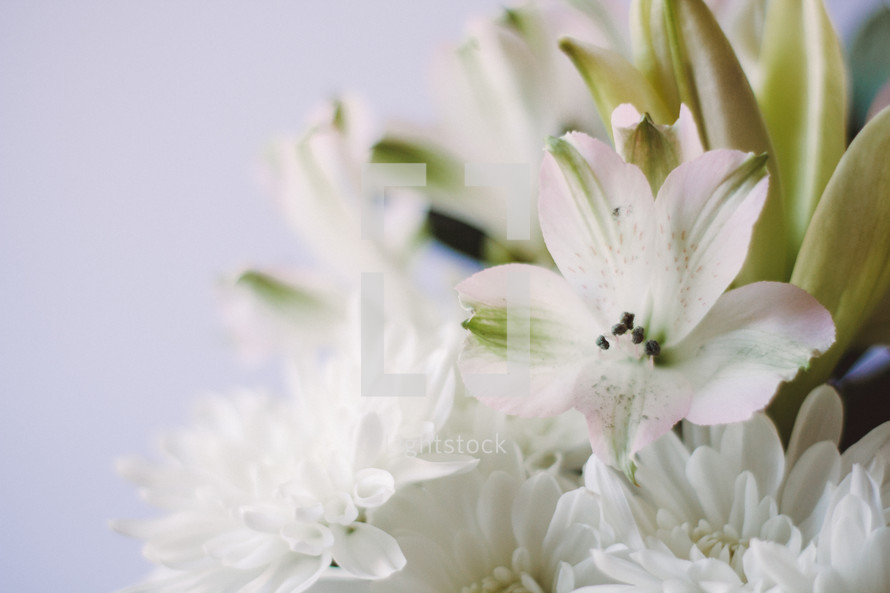 A bouquet of white flowers.