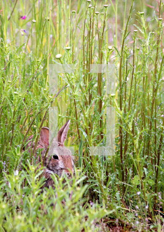 rabbit in tall grass