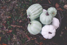 rusty bucket of teal and white pumpkins 