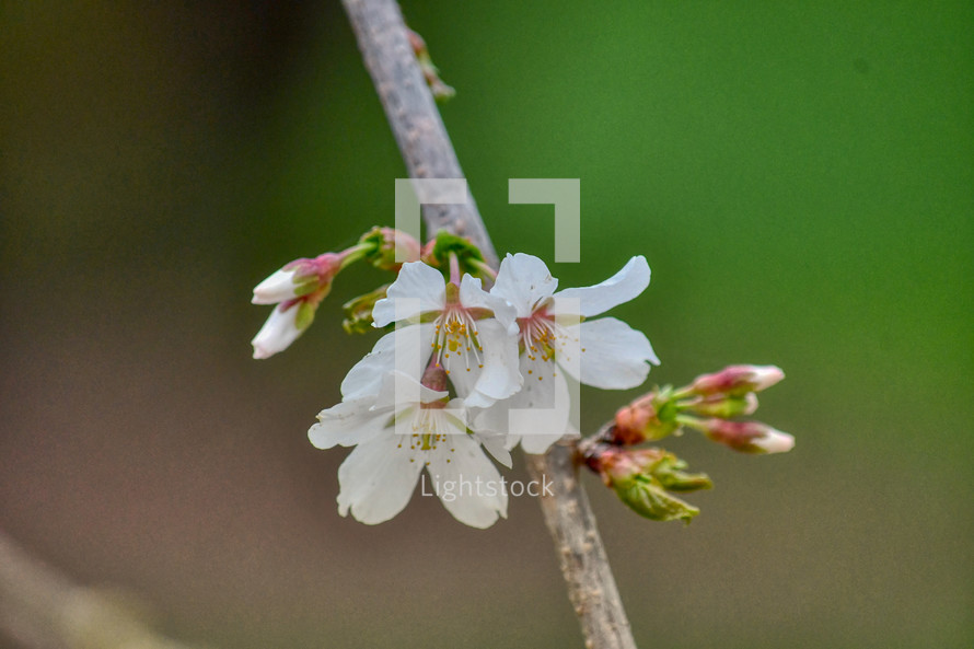 white spring blossoms on a branch 