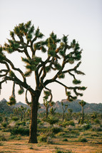 Joshua tree in the desert 