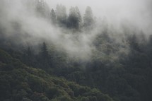 Clouds mist over a forest