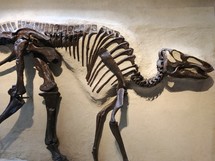 dinosaur bones 