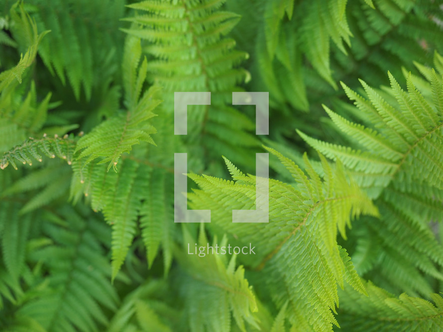 gren fern (Leptosporangiate ferns) plant leaves detail