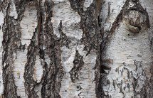 birch tree bark texture useful as a background