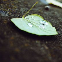 water drops on the back of a leaf