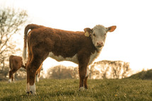 Young calf baby cow, farm animals, domesticated farming cattle, sunset, sunrise calves in a meadow rural setting	
