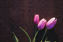 Pink tulips on laying on a wooden surface.