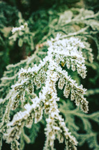 Evergreen leaves covered in ice.