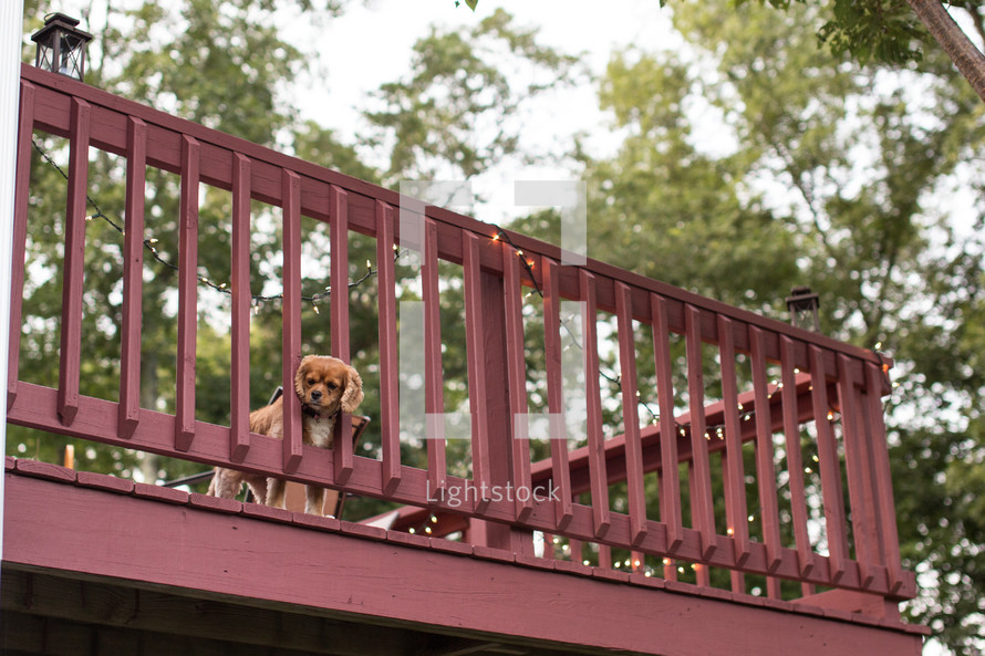 dog looking through rails on a balcony 