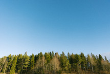 blue sky over a forest 