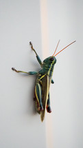 Grasshopper macro shot.