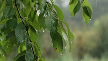 Summer rain in green forest. Water drops falling from cherry tree leaves. Environment recovery, freshness, purity, life-giving force.