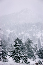snow on trees in a pine forest 